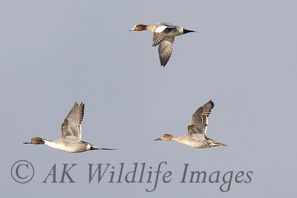 Two male and female Pintail Ducks