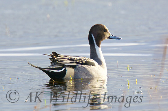 Male Pintail Catcott Lows