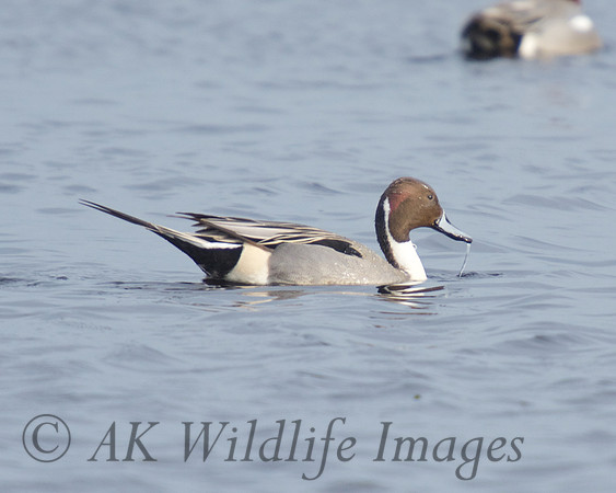 Male Pintail Catcott Lows