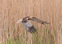 Marsh Harriers