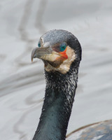Cormorant in breeding plumage.