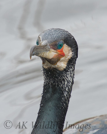 Cormorant in breeding plumage.