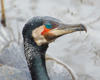 Cormorant
