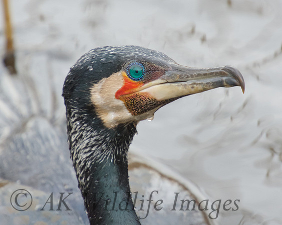 Cormorant in breeding plumage.