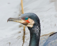 Cormorant in breeding plumage.