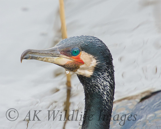 Cormorant in breeding plumage.
