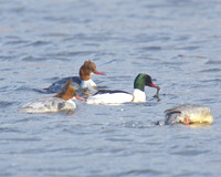 Small Group at Westhay