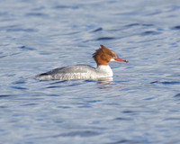 Female Goosander at Westhay