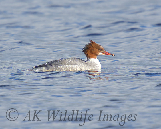 Female Goosander at Westhay