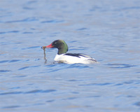 Goosander
