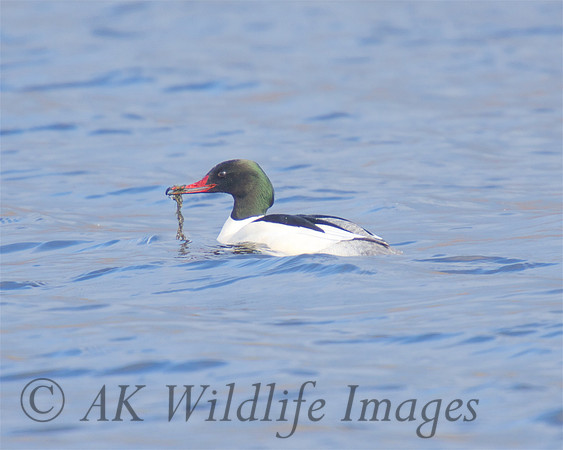 Male Goosander at Westhay