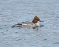 Female Goosander at Westhay