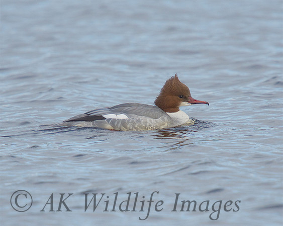 Female Goosander at Westhay