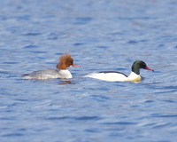 Male, Female Goosander at Westhay