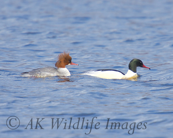 Male, Female Goosander at Westhay