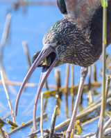 Glossy Ibis